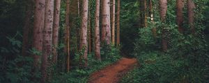 Preview wallpaper path, forest, pines, trees, grass