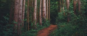 Preview wallpaper path, forest, pines, trees, grass