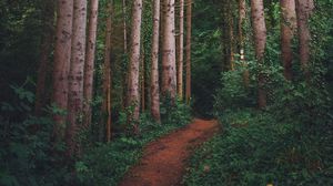 Preview wallpaper path, forest, pines, trees, grass