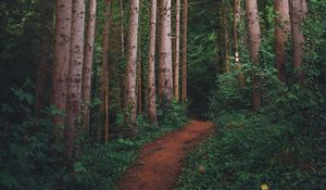 Preview wallpaper path, forest, pines, trees, grass