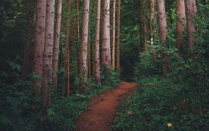 Preview wallpaper path, forest, pines, trees, grass