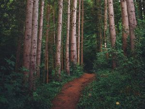 Preview wallpaper path, forest, pines, trees, grass