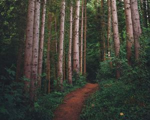 Preview wallpaper path, forest, pines, trees, grass