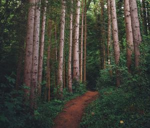 Preview wallpaper path, forest, pines, trees, grass