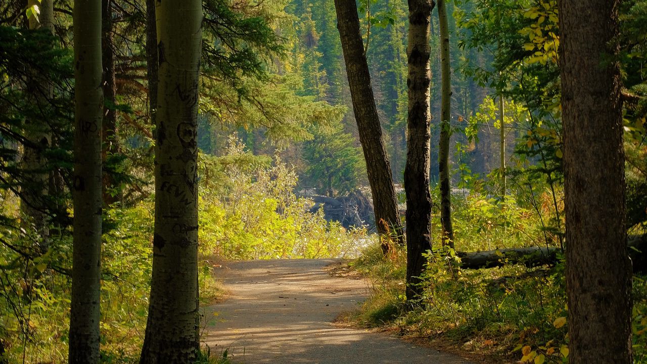 Wallpaper path, forest, road