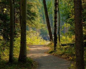 Preview wallpaper path, forest, road