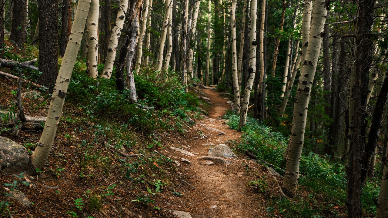 Wallpaper path, forest, rocks, trees