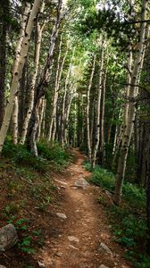 Preview wallpaper path, forest, rocks, trees