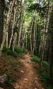 Preview wallpaper path, forest, rocks, trees