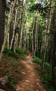Preview wallpaper path, forest, rocks, trees