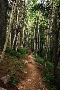 Preview wallpaper path, forest, rocks, trees