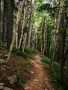 Preview wallpaper path, forest, rocks, trees