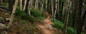 Preview wallpaper path, forest, rocks, trees