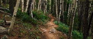 Preview wallpaper path, forest, rocks, trees