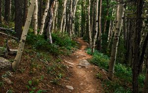 Preview wallpaper path, forest, rocks, trees