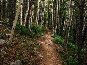 Preview wallpaper path, forest, rocks, trees