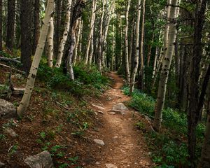 Preview wallpaper path, forest, rocks, trees