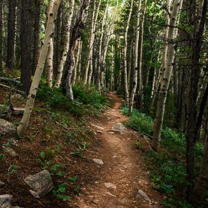 Preview wallpaper path, forest, rocks, trees