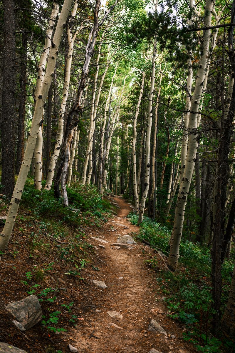 800x1200 Wallpaper path, forest, rocks, trees