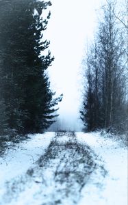 Preview wallpaper path, forest, snow, fog, winter