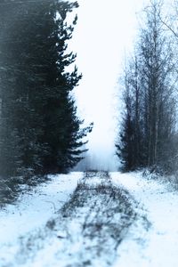 Preview wallpaper path, forest, snow, fog, winter