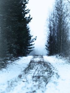 Preview wallpaper path, forest, snow, fog, winter