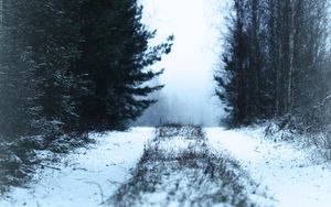 Preview wallpaper path, forest, snow, fog, winter