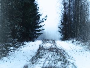 Preview wallpaper path, forest, snow, fog, winter