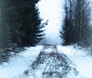 Preview wallpaper path, forest, snow, fog, winter