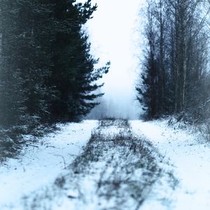 Preview wallpaper path, forest, snow, fog, winter