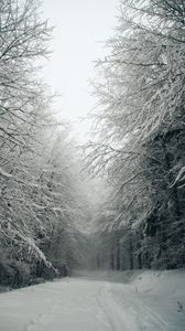 Preview wallpaper path, forest, snow, trees, winter