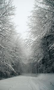 Preview wallpaper path, forest, snow, trees, winter