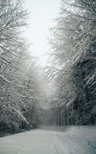 Preview wallpaper path, forest, snow, trees, winter