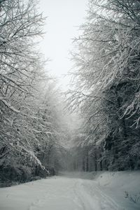 Preview wallpaper path, forest, snow, trees, winter