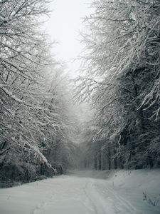 Preview wallpaper path, forest, snow, trees, winter