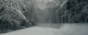 Preview wallpaper path, forest, snow, trees, winter