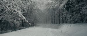 Preview wallpaper path, forest, snow, trees, winter