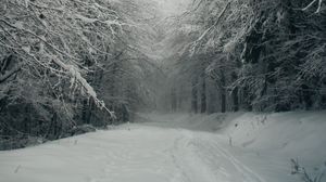 Preview wallpaper path, forest, snow, trees, winter