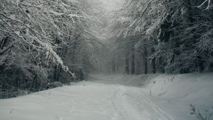 Preview wallpaper path, forest, snow, trees, winter