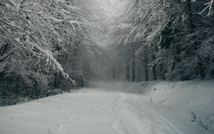 Preview wallpaper path, forest, snow, trees, winter