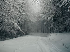 Preview wallpaper path, forest, snow, trees, winter