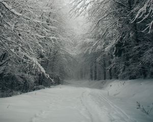 Preview wallpaper path, forest, snow, trees, winter