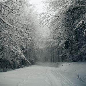 Preview wallpaper path, forest, snow, trees, winter