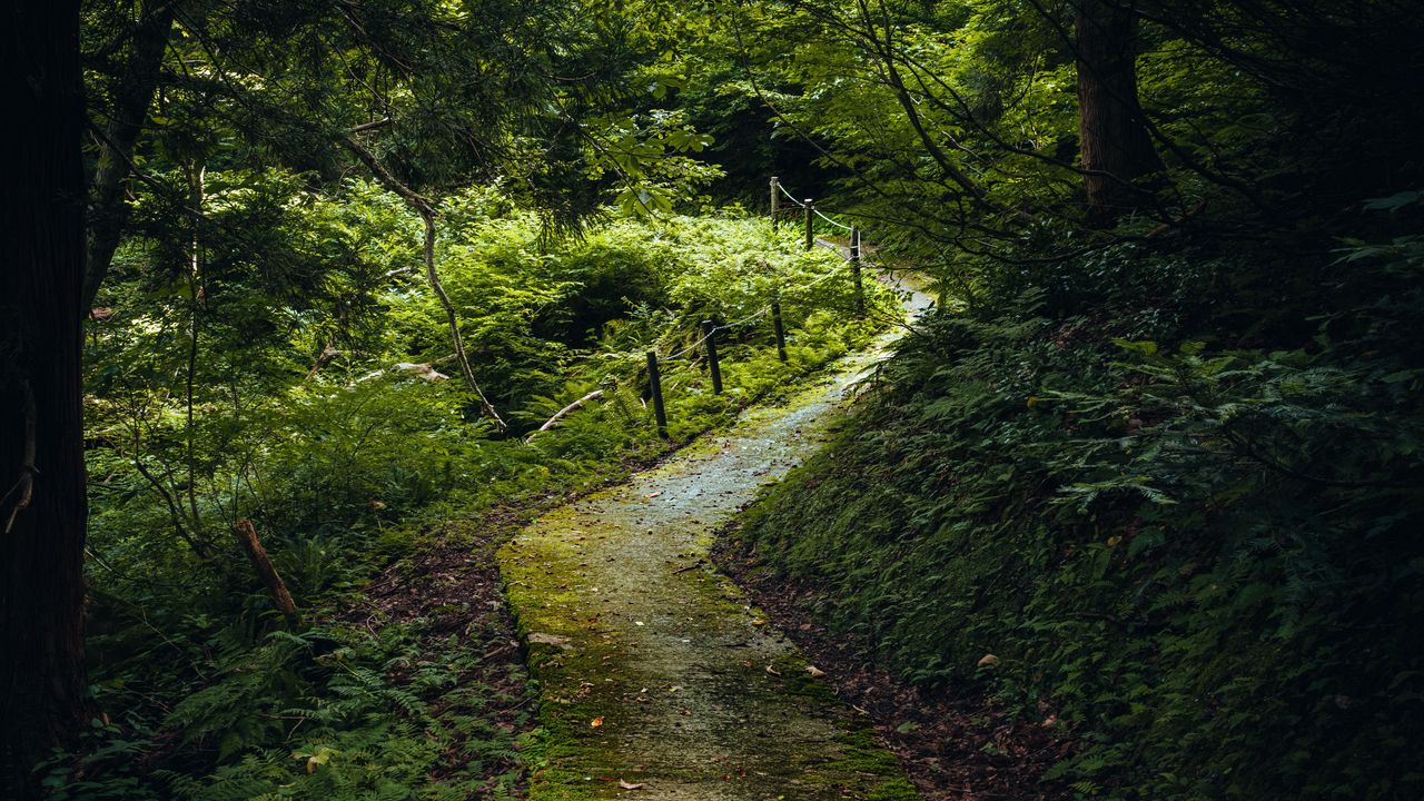 Wallpaper path, forest, trees, plants, nature