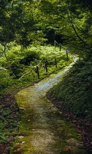 Preview wallpaper path, forest, trees, plants, nature