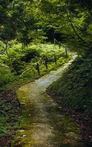 Preview wallpaper path, forest, trees, plants, nature