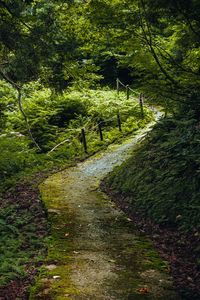 Preview wallpaper path, forest, trees, plants, nature