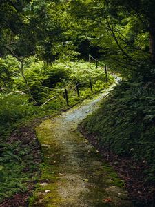 Preview wallpaper path, forest, trees, plants, nature