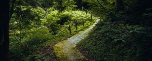 Preview wallpaper path, forest, trees, plants, nature