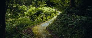 Preview wallpaper path, forest, trees, plants, nature